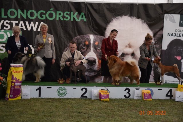 pieski3d 188